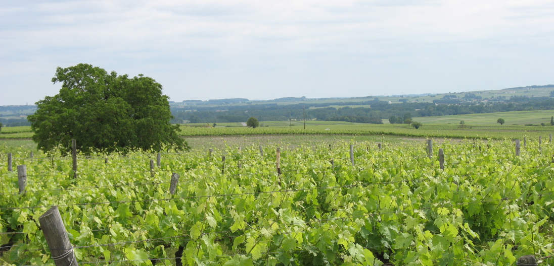 Burgundy landscape