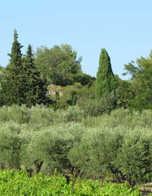 Vegetation typique du Languedoc