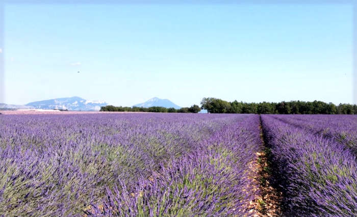 lavender field provence