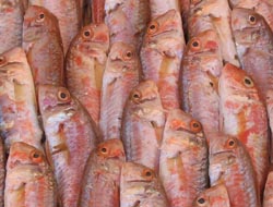 Dorades in Nice fish market