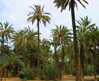 Palm groves Elche