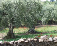 olive grove