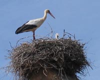storks nest